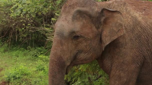 Animales de Sri Lanka. Elefante en la selva. Primer plano . — Vídeos de Stock