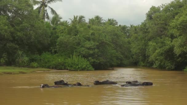 Sri Lanka Hayvanları. Gölde Bufalolar. — Stok video