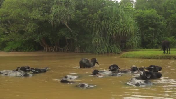 Animales de Sri Lanka. Búfalos en el lago . — Vídeos de Stock