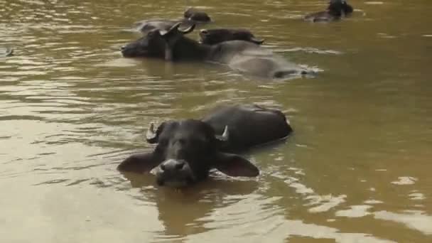 Animaux du Sri Lanka. Buffalos dans le lac .