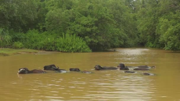 Tiere sri lanka. Büffel im See. — Stockvideo