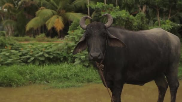 Animaux du Sri Lanka. Buffle 