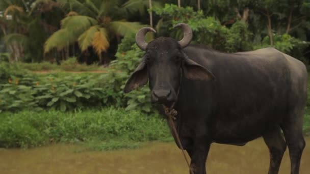 斯里兰卡的动物。 水牛城 — 图库视频影像