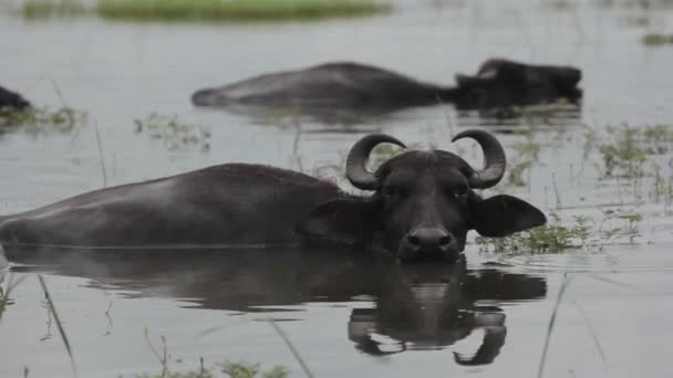 Tiere sri lanka. Büffel im See. — Stockvideo