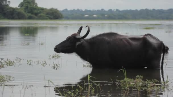 Zvířata ze Srí Lanky. Buffalos v jezeře. — Stock video