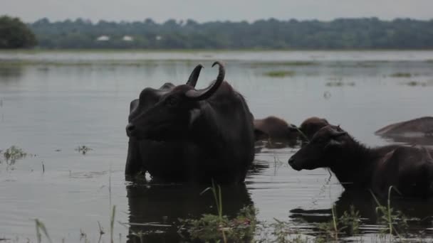 Animals of Sri Lanka. Buffalos in the lake. — Stock Video