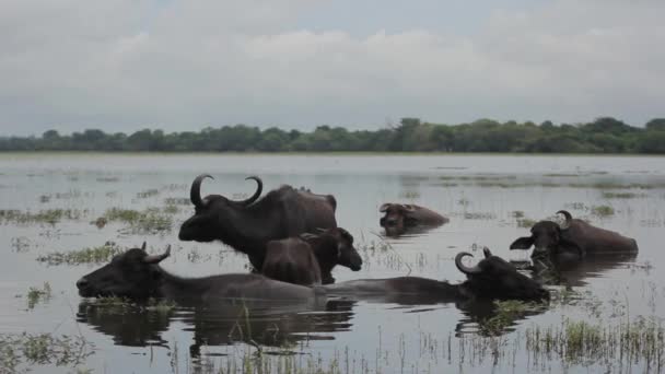 Tiere sri lanka. Büffel im See. — Stockvideo