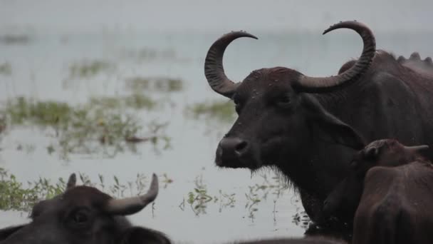 Animali dello Sri Lanka. Buffalo nel lago . — Video Stock