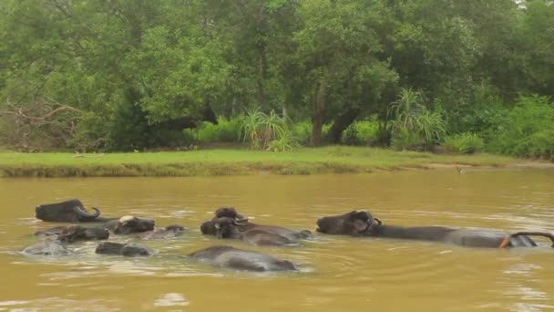 Animali dello Sri Lanka. Buffalo nel lago . — Video Stock