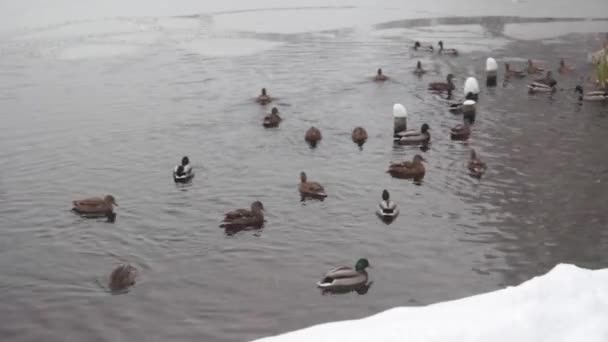 Parque de invierno nevado. Kiev. Ucrania. Lago. — Vídeos de Stock