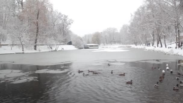 Parque de Inverno nevado. Kiev. Ucrânia. Lago — Vídeo de Stock