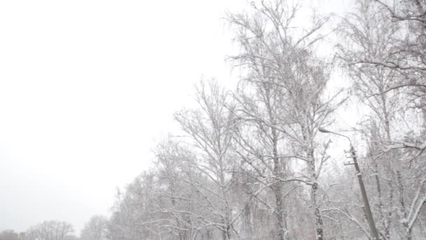 Snowy winter park. Kyiv. Ukraine. Lake — Stock Video