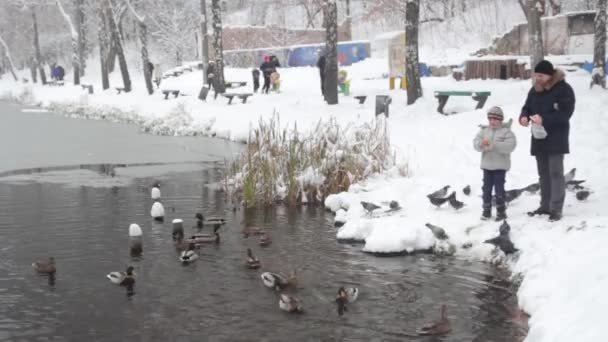 Сніжний зимовий парк. Київ. Україно. Дідусь і онук годують качок. — стокове відео