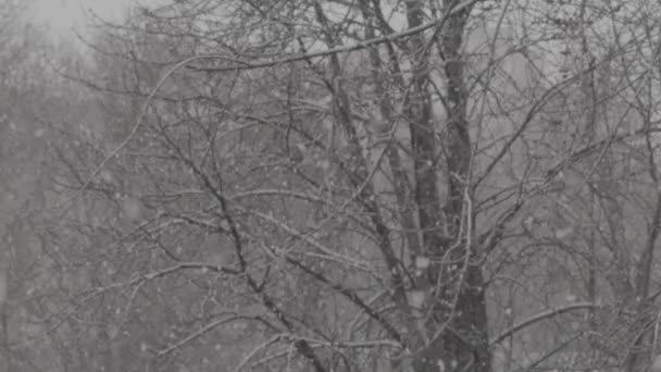 Nevadas en la ciudad durante el día. Kiev. Ucrania. Movimiento lento — Vídeo de stock