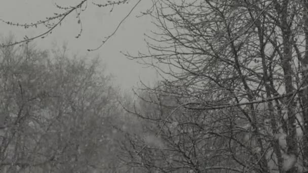 Śnieg w mieście w ciągu dnia. Kijów. Ukraina. Zwolniony ruch — Wideo stockowe