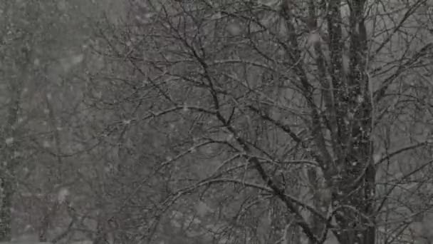 Schneefall in der Stadt im Laufe des Tages. kyiv. Ukrainisch. Zeitlupe — Stockvideo