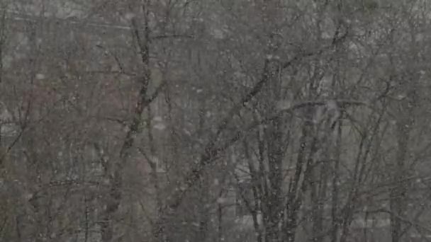 Днем в городе выпадает снег. Киев. Украина. Медленное движение — стоковое видео