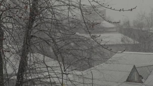 Floresta de neve na cidade durante o dia. Kiev. Ucrânia. Movimento lento — Vídeo de Stock