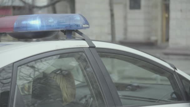 Blinkande blottare på taket till en polisbil. Blinker. Närbild. — Stockvideo