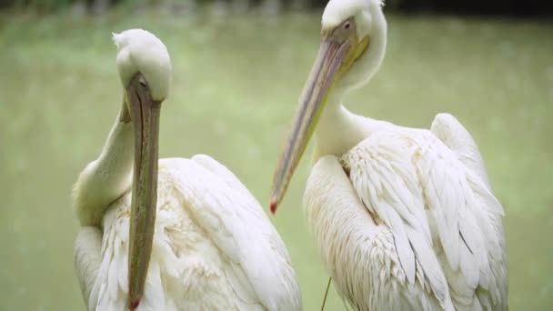 Pelican sur le lac. Gros plan . — Video