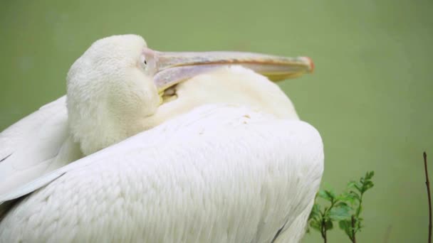 Pelicano no lago. Close-up . — Vídeo de Stock