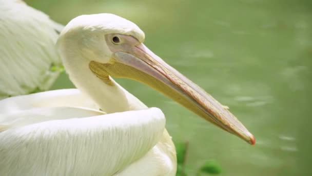 Pelican sur le lac. Gros plan . — Video