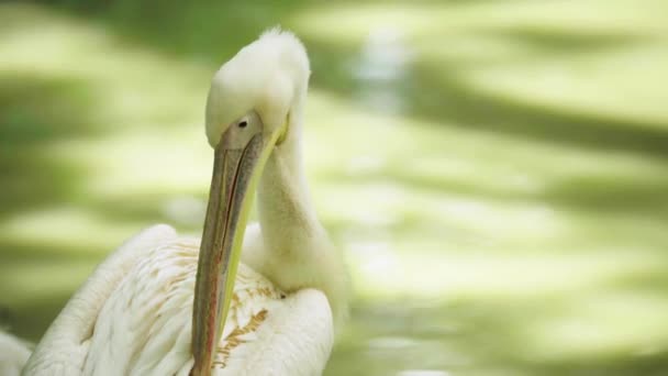 Pelicano no lago. Close-up . — Vídeo de Stock