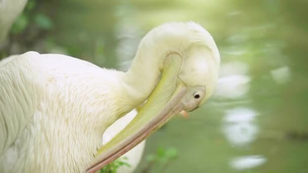 Pelican sur le lac. Gros plan . — Video