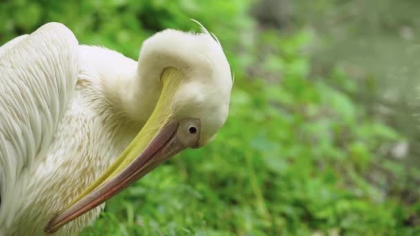 Pelican op het meer. Close-up. — Stockvideo