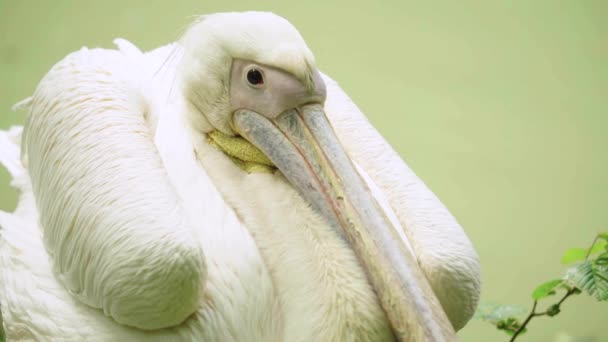 Pelican op het meer. Close-up. — Stockvideo