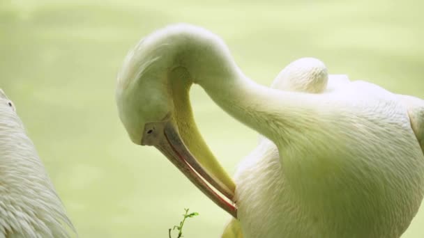 Pelikan nad jeziorem. Zbliżenie. — Wideo stockowe