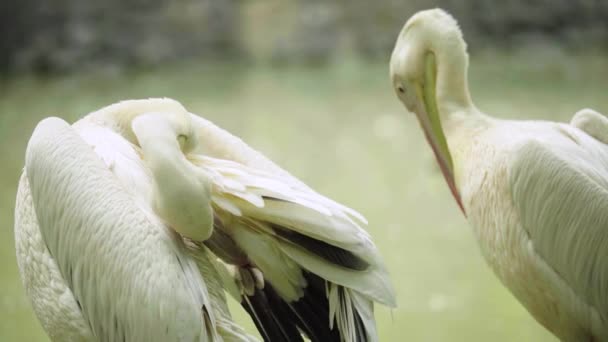 Pelikán na jezeře. Detailní záběr. — Stock video