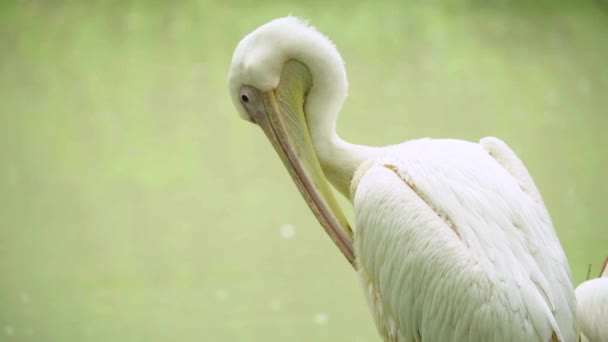 Pelican sur le lac. Gros plan . — Video