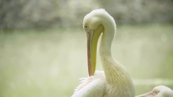 Pelicano no lago. Close-up . — Vídeo de Stock