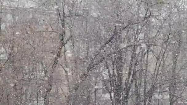Přes den sněží ve městě. Kyjev. Ukrajina. Zpomalený pohyb — Stock video