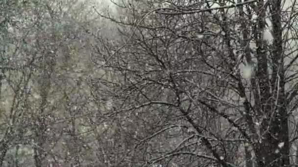 Nevadas en la ciudad durante el día. Kiev. Ucrania. Movimiento lento — Vídeos de Stock