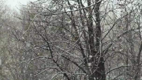 Nevadas en la ciudad durante el día. Kiev. Ucrania. Movimiento lento — Vídeos de Stock