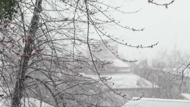 Śnieg w mieście w ciągu dnia. Kijów. Ukraina. Zwolniony ruch — Wideo stockowe