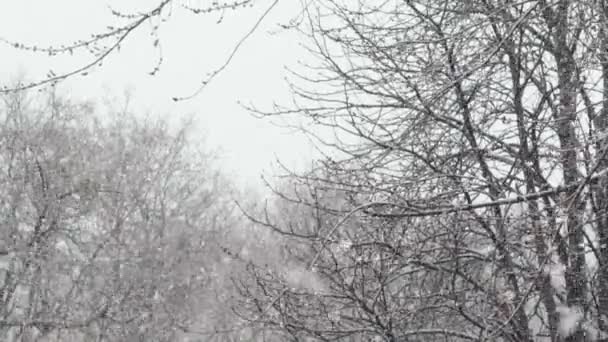 Χιονίζει στην πόλη κατά τη διάρκεια της ημέρας. Κίεβο. Ουκρανία. Αργή κίνηση — Αρχείο Βίντεο