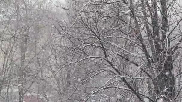 Floresta de neve na cidade durante o dia. Kiev. Ucrânia. Movimento lento — Vídeo de Stock