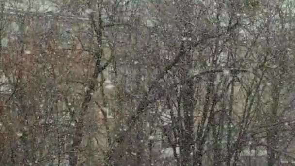 Днем в городе выпадает снег. Киев. Украина. Медленное движение — стоковое видео