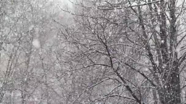 Floresta de neve na cidade durante o dia. Kiev. Ucrânia. Movimento lento — Vídeo de Stock