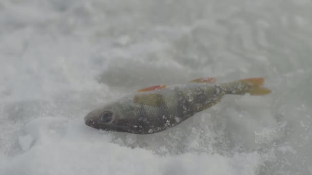 Χειμερινό ψάρεμα. Κοντινό πλάνο των αλιευμένων ψαριών στο χιόνι. — Αρχείο Βίντεο