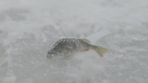 Зимняя рыбалка Крупный план пойманной рыбы в снегу . — стоковое видео