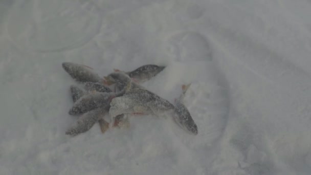 Pesca de invierno. Primer plano de los peces capturados en la nieve . — Vídeo de stock