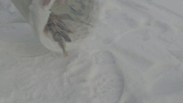Pêche d'hiver. Gros plan sur les poissons capturés dans la neige . — Video