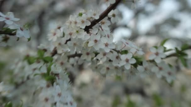 Ramos de flores de cereja na primavera. Cereja florescente na primavera . — Vídeo de Stock