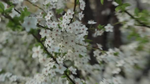 Ramos de flores de cereja na primavera. Cereja florescente na primavera . — Vídeo de Stock