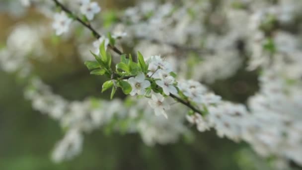 Ramas de flores de cerezo en primavera. Cereza en flor en primavera . — Vídeo de stock