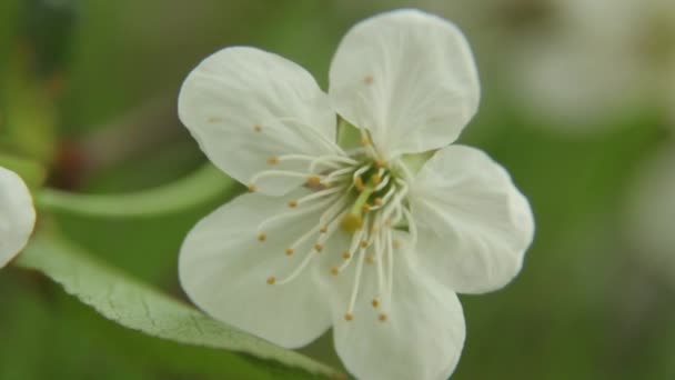 Ramas de flores de cerezo en primavera. Cereza en flor en primavera . — Vídeo de stock